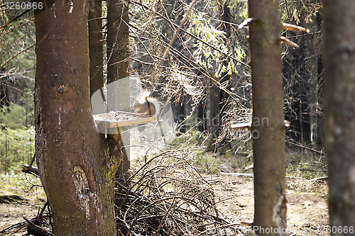 Image of Squirrel on the feeding site in forest