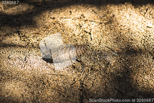 Image of Pine bump in forest