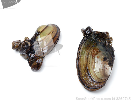 Image of Two anodontas (river mussels) overgrown with small mussels