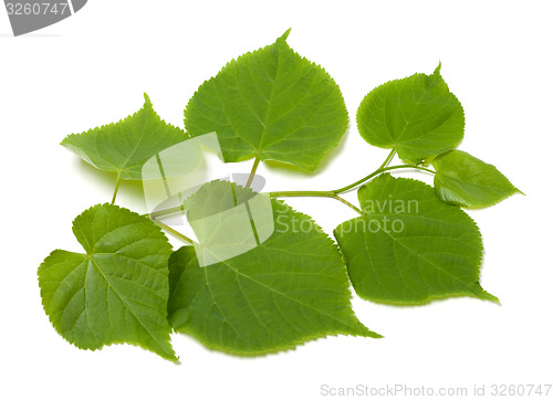 Image of Green sprig of linden-tree