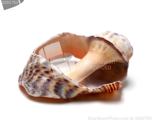 Image of Broken shell from rapana