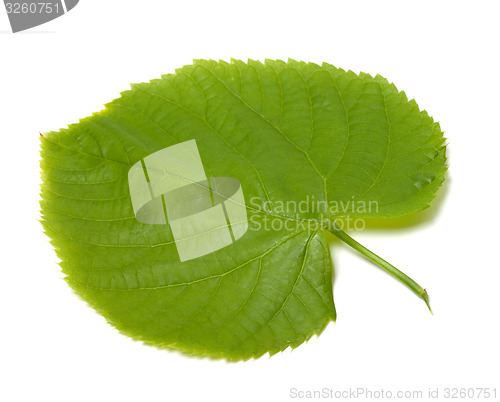 Image of Spring linden-tree leaf