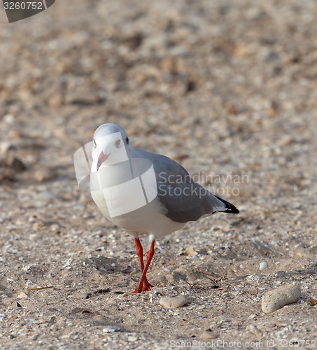 Image of Seagull walking on sand