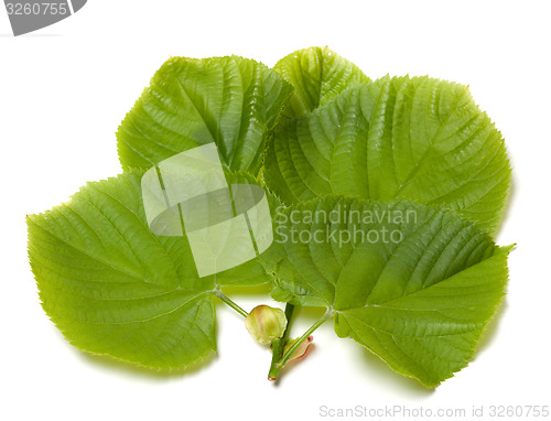 Image of Green linden-tree leafs