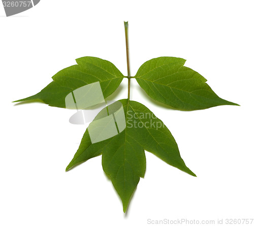 Image of Spring acer negundo leaf. Isolated on white background