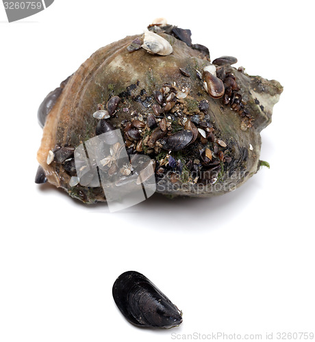 Image of Veined rapa whelk and small mussel from Black Sea