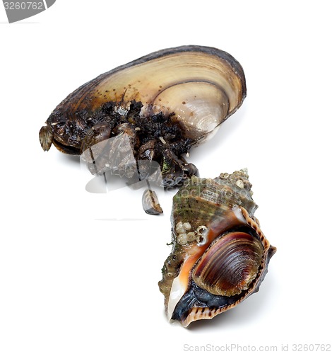 Image of Veined rapa whelk and anodonta (river mussels)