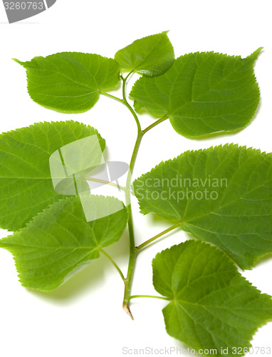 Image of Spring sprig of linden