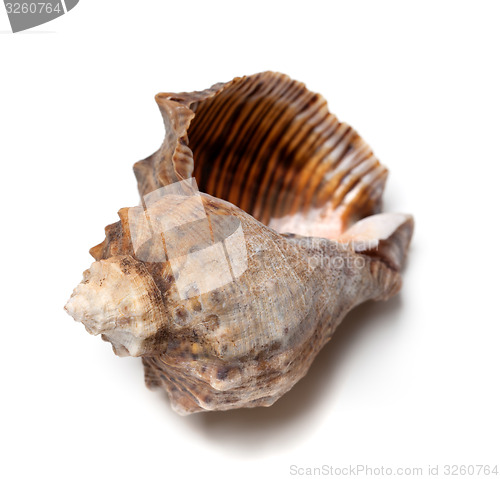 Image of Empty shell from rapana venosa on white background.