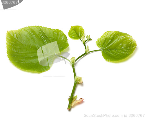 Image of Green tilia leafs on white background.