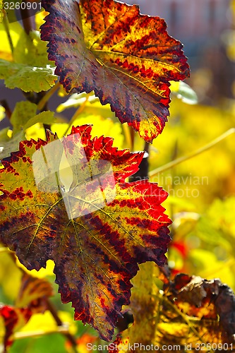 Image of Beautiful autumn branch of grape