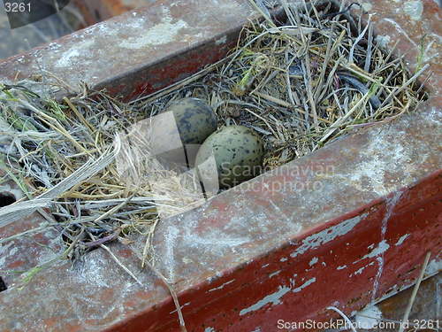 Image of Sea Gull eggs_3