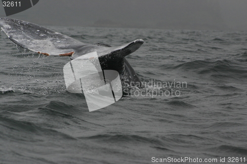 Image of Grey Whale