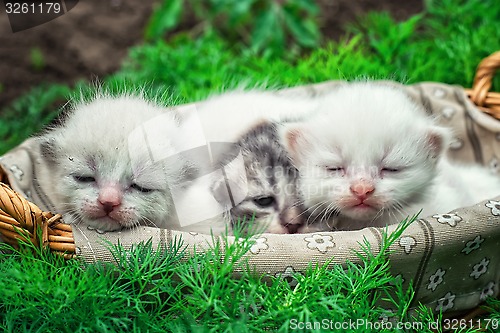 Image of newborn kittens