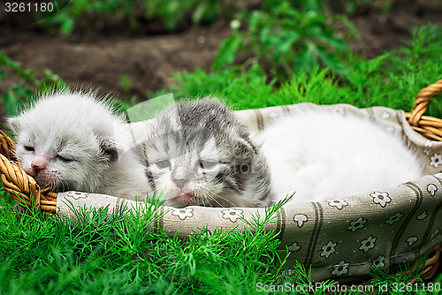 Image of newborn kittens