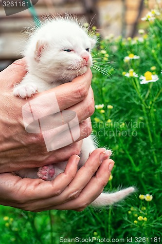 Image of newborn kittens