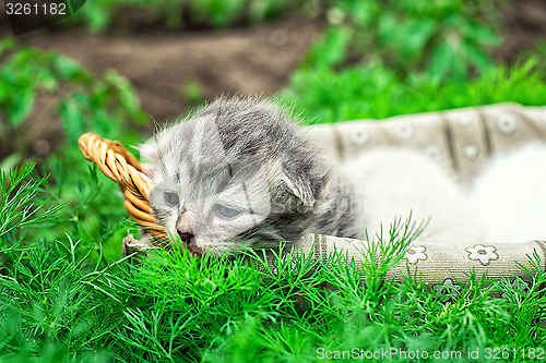 Image of newborn kittens