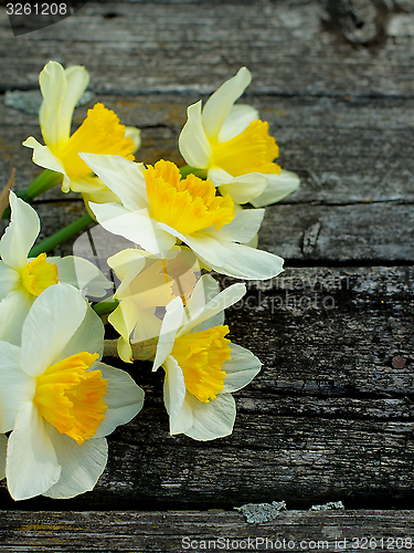 Image of Daffodils