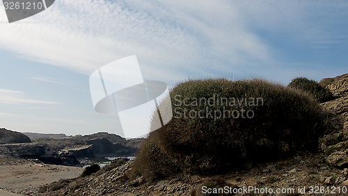 Image of Fluffy Dried Bush