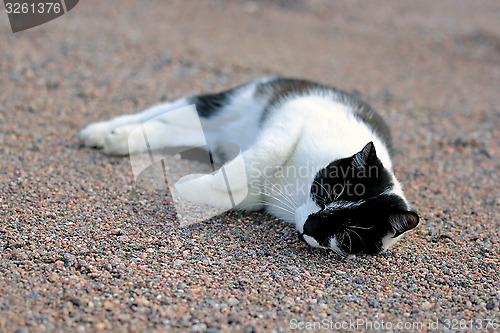 Image of Happy Cat