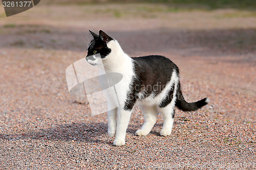 Image of Curious Black and White Cat