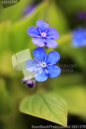 Image of Two Blue Flowers of Omphalodes verna Close Up