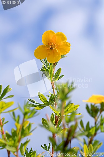 Image of Yellow Flower of Dasiphora Fructicosa