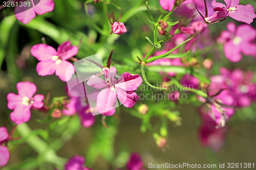 Image of Pink Lobelia Erinus Flowers