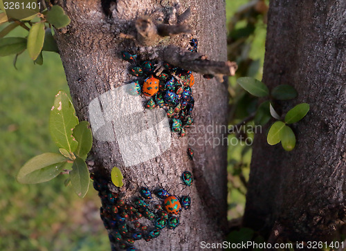 Image of Jewel Bugs - Harlequin Bugs