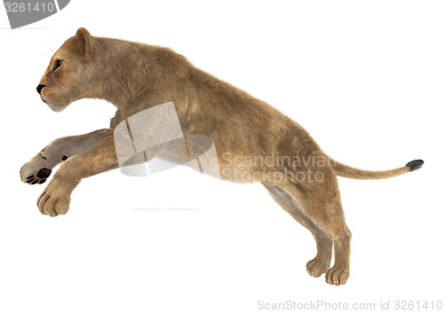 Image of Female Lion