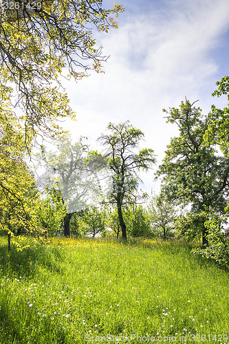 Image of Grass and trees on the Michelsberg