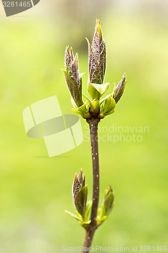 Image of Buds on the branch in spring season