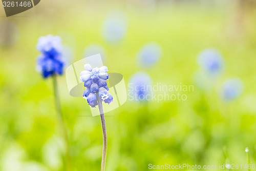 Image of Tiny dark blue flowers on the meadow