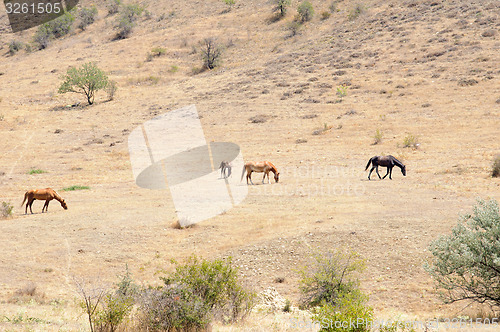 Image of horses on a hillside