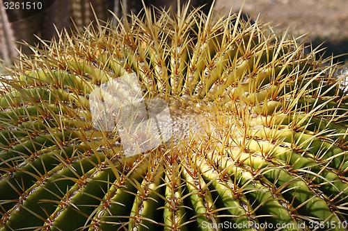 Image of Golden ball cactus 