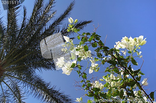 Image of Branches of beautiful white bougainvillea and palm tree