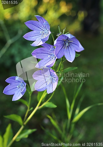 Image of Balloon flowers