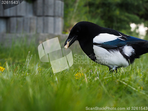 Image of Eurasian magpie eating on closeup in fresh green grass at spring