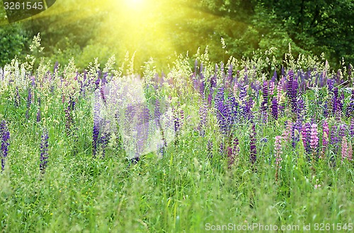 Image of Wild lupines and sunlight