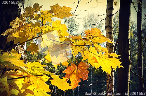 Image of Beautiful autumn branch of maple tree