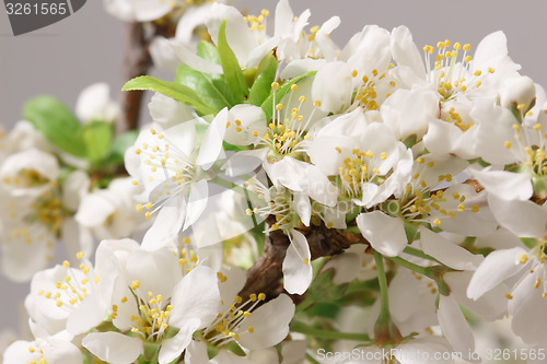 Image of Spring flowering