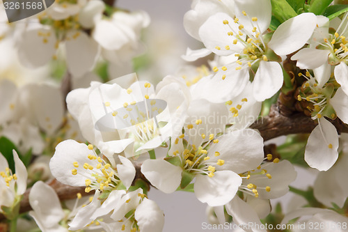 Image of Spring flowering