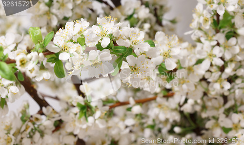 Image of Spring flowering