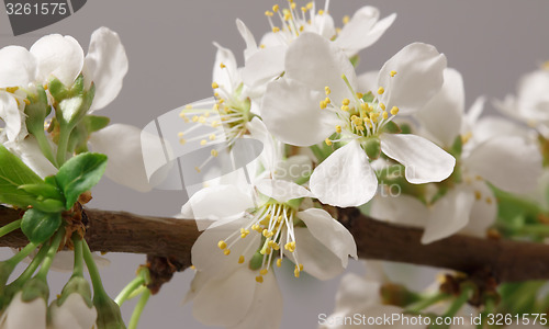 Image of Spring flowering