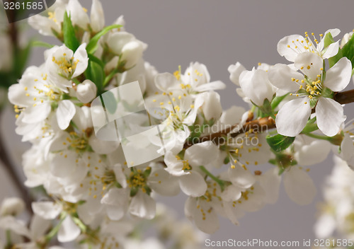 Image of Spring flowering