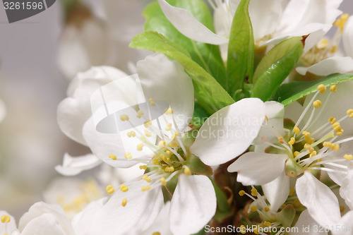 Image of Spring flowering