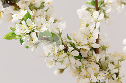 Image of Spring flowering