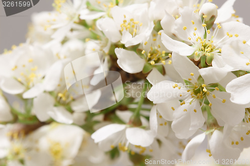 Image of Spring flowering