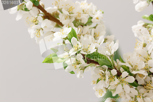 Image of Spring flowering