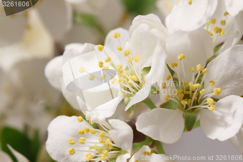 Image of Spring flowering
